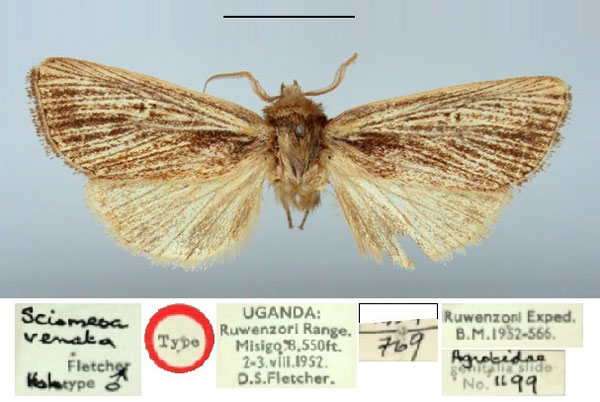 /filer/webapps/moths/media/images/V/venata_Sciomesa_HT_BMNH.jpg