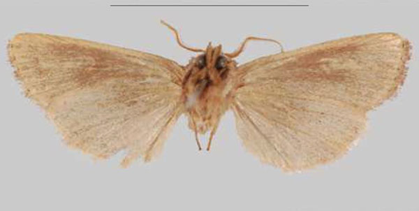 /filer/webapps/moths/media/images/V/venata_Sciomesa_HT_NHMUKb.jpg