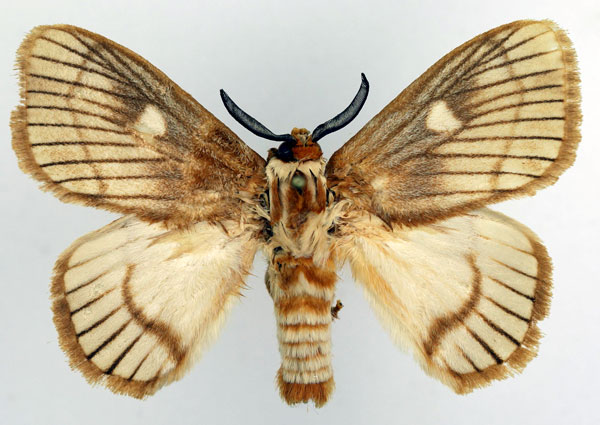 /filer/webapps/moths/media/images/V/venata_Strigivenifera_AM_Basquin_01.jpg
