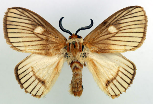 /filer/webapps/moths/media/images/V/venata_Strigivenifera_AM_Basquin_02.jpg