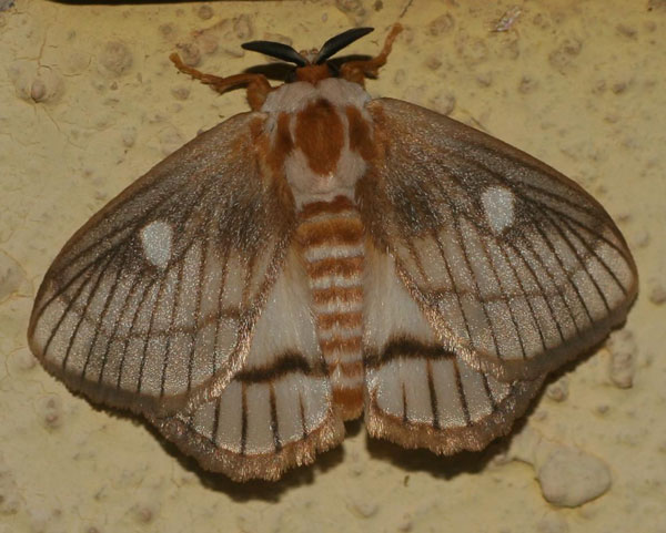/filer/webapps/moths/media/images/V/venata_Strigivenifera_A_Jorpeland.jpg