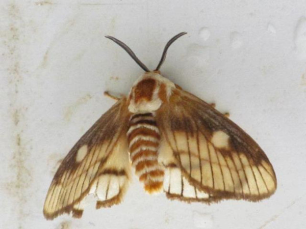 /filer/webapps/moths/media/images/V/venata_Strigivenifera_A_Stanton.jpg