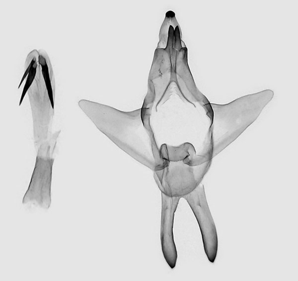/filer/webapps/moths/media/images/V/venata_Strigivenifera_G_ZMHB.jpg