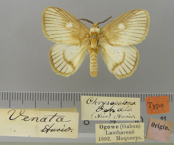 /filer/webapps/moths/media/images/V/venata_Strigivenifera_HT_ZMHB.jpg