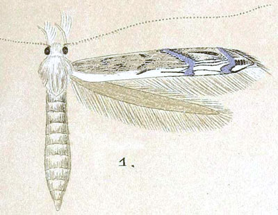 /filer/webapps/moths/media/images/V/veneranda_Epicephala_HT_Meyrick_8-1.jpg