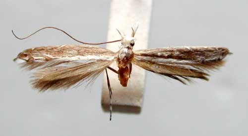 /filer/webapps/moths/media/images/V/veneranda_Pogonocephala_HT_TMSA359.jpg