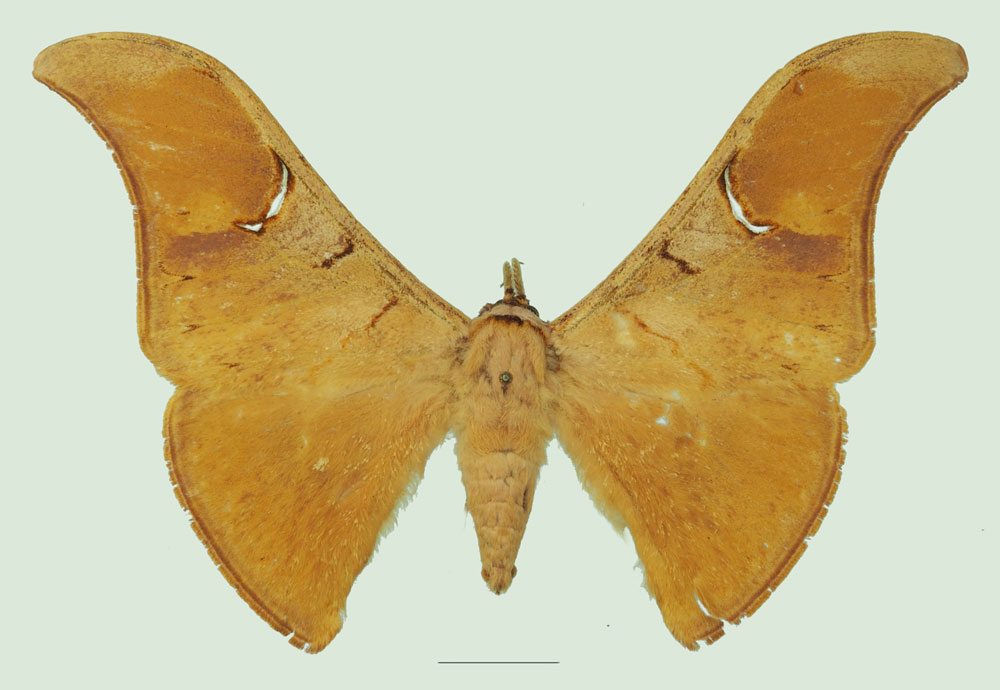 /filer/webapps/moths/media/images/V/veneris_Goodia_PTM_Basquina.jpg