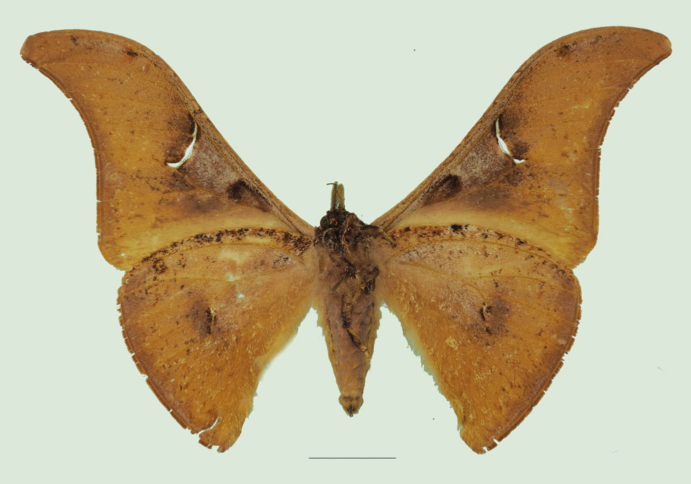/filer/webapps/moths/media/images/V/veneris_Goodia_PTM_Basquinb.jpg