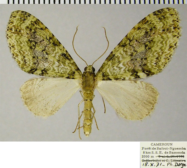 /filer/webapps/moths/media/images/V/veninotata_Lobidiopteryx_AF_ZSM.jpg