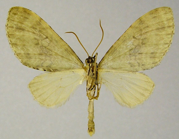 /filer/webapps/moths/media/images/V/veninotata_Lobidiopteryx_AM_ZSMb.jpg