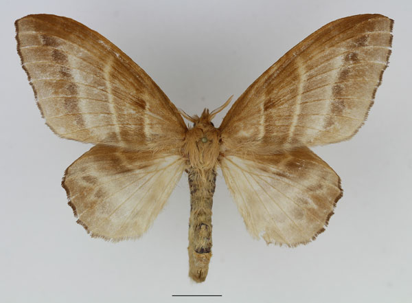 /filer/webapps/moths/media/images/V/venosa_Bombycopsis_AF_Basquin_01.jpg