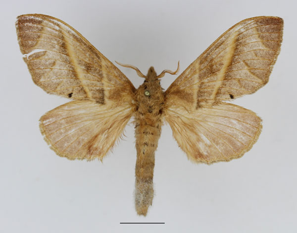 /filer/webapps/moths/media/images/V/venosa_Bombycopsis_AF_Basquin_02.jpg