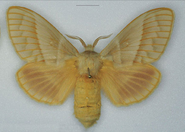 /filer/webapps/moths/media/images/V/venosa_Bombycopsis_AF_Ihle.jpg