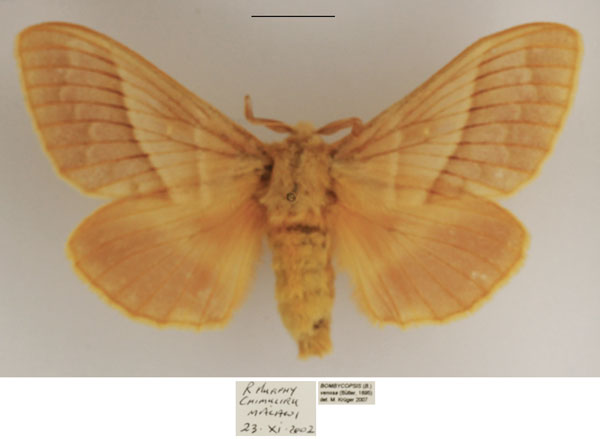 /filer/webapps/moths/media/images/V/venosa_Bombycopsis_AF_TMSA.jpg