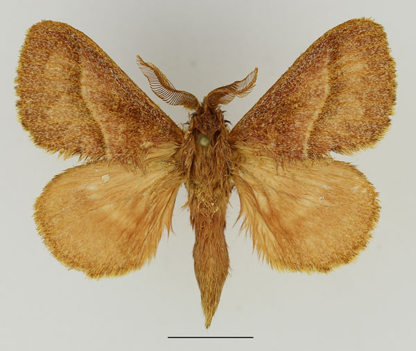 /filer/webapps/moths/media/images/V/venosa_Bombycopsis_AM_Basquin_01.jpg