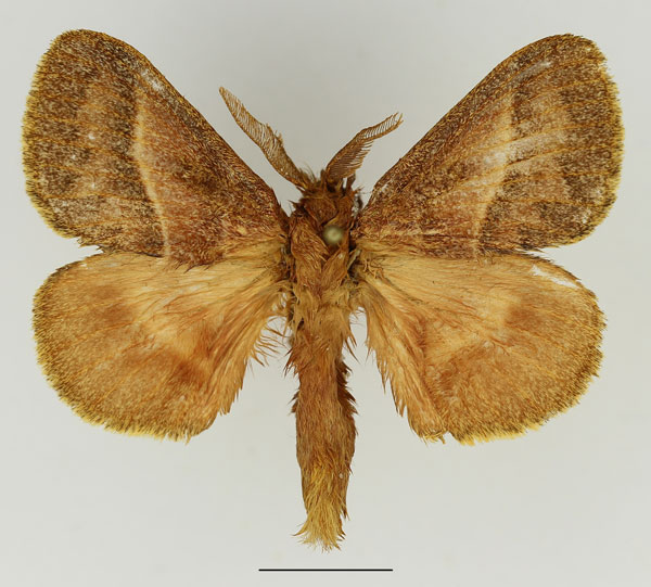/filer/webapps/moths/media/images/V/venosa_Bombycopsis_AM_Basquin_02.jpg