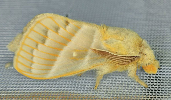 /filer/webapps/moths/media/images/V/venosa_Bombycopsis_AM_Ihle_02.jpg