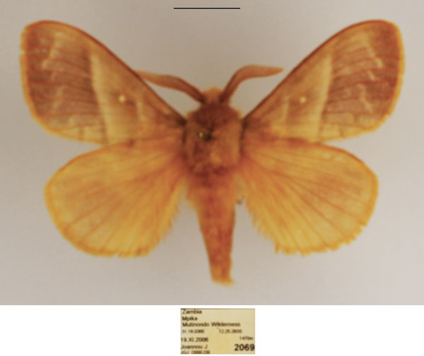 /filer/webapps/moths/media/images/V/venosa_Bombycopsis_AM_TMSA.jpg