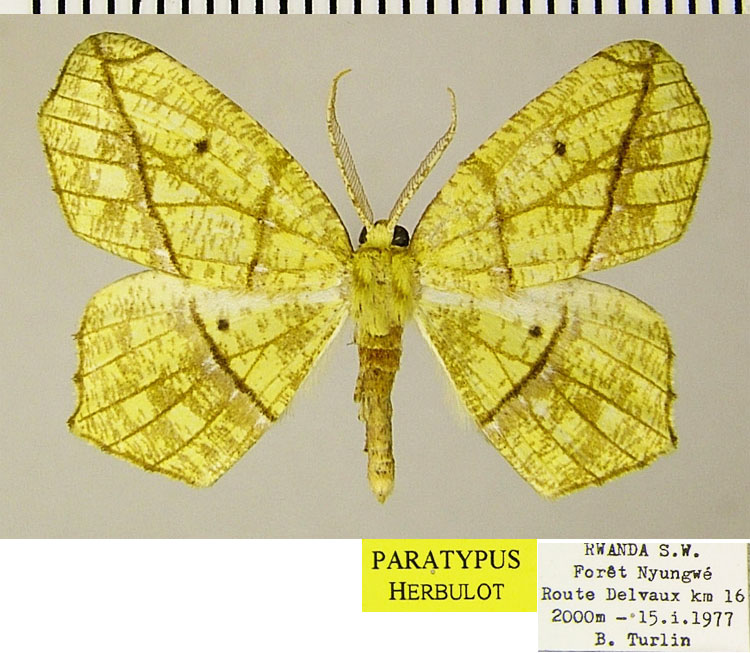/filer/webapps/moths/media/images/V/venosa_Epigynopteryx_PTM_ZSM.jpg