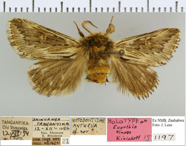 /filer/webapps/moths/media/images/V/venosa_Euanthia_HT_NMB.jpg