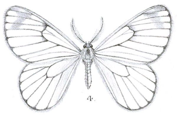 /filer/webapps/moths/media/images/V/venosa_Hibrildes_ST_Kirby_19-4.jpg