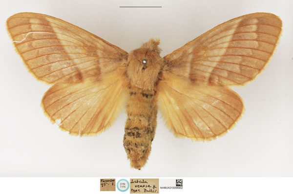 /filer/webapps/moths/media/images/V/venosa_Lebeda_STF_NHMUK.jpg