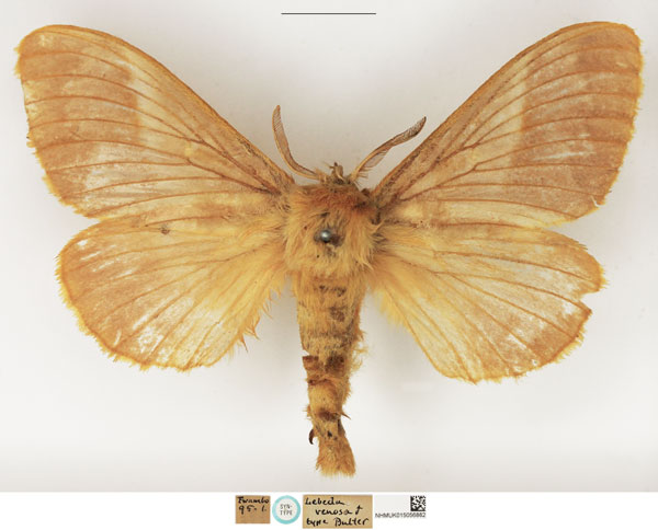 /filer/webapps/moths/media/images/V/venosa_Lebeda_STM_NHMUK.jpg
