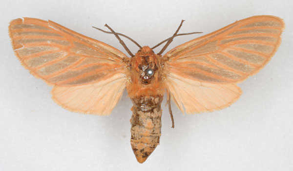 /filer/webapps/moths/media/images/V/venosa_Metarctia_HT_HDOU_01.jpg