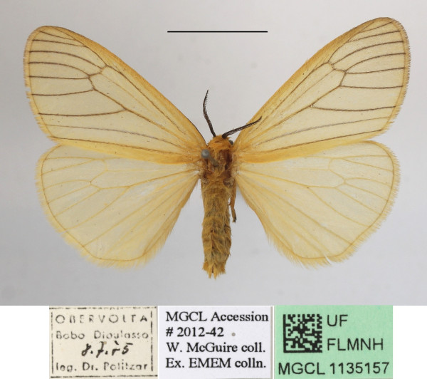 /filer/webapps/moths/media/images/V/venosa_Stilpnaroma_AF_MGCLa_04.JPG