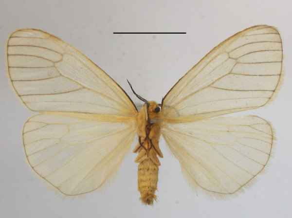 /filer/webapps/moths/media/images/V/venosa_Stilpnaroma_AF_MGCLb_03.JPG