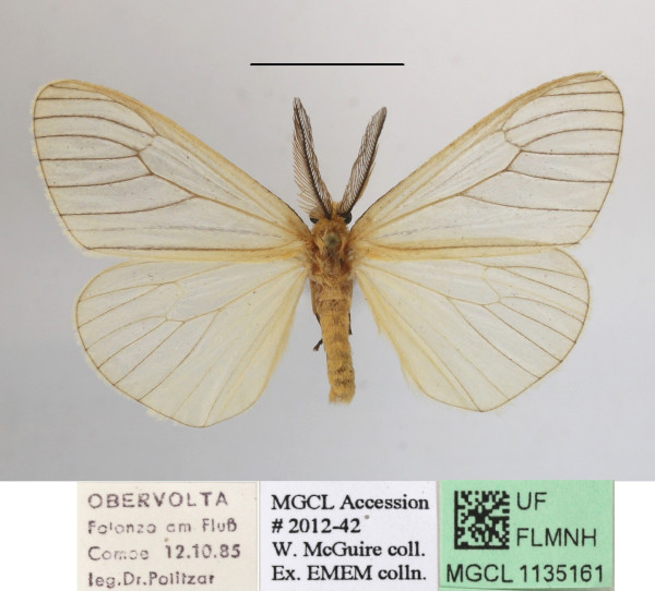 /filer/webapps/moths/media/images/V/venosa_Stilpnaroma_AM_MGCLa_02.JPG