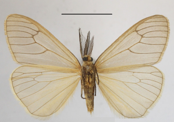 /filer/webapps/moths/media/images/V/venosa_Stilpnaroma_AM_MGCLb_01.JPG