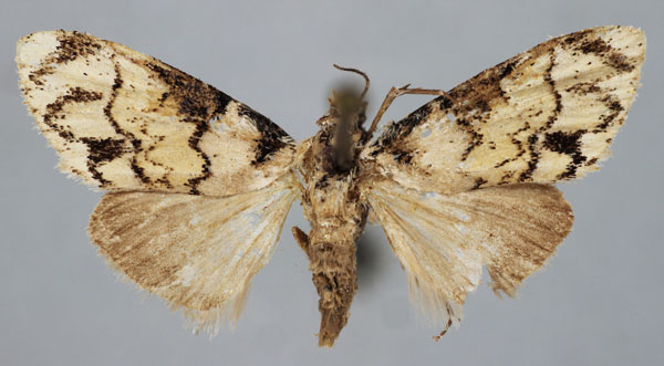/filer/webapps/moths/media/images/V/venosalis_Meganola_A_BMNH.jpg