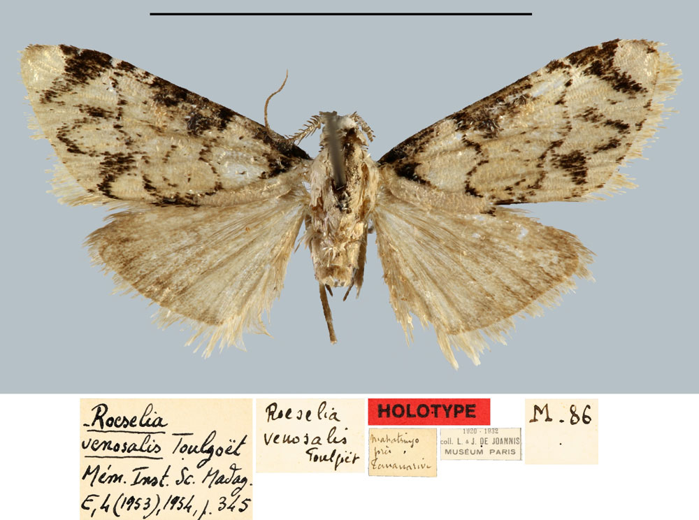/filer/webapps/moths/media/images/V/venosalis_Roeselia_HT_MNHN.jpg