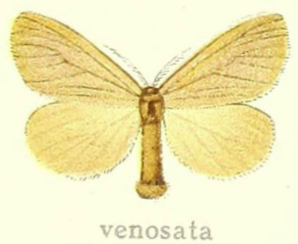 /filer/webapps/moths/media/images/V/venosata_Lepidolacipa_HT_Hering_28d.jpg