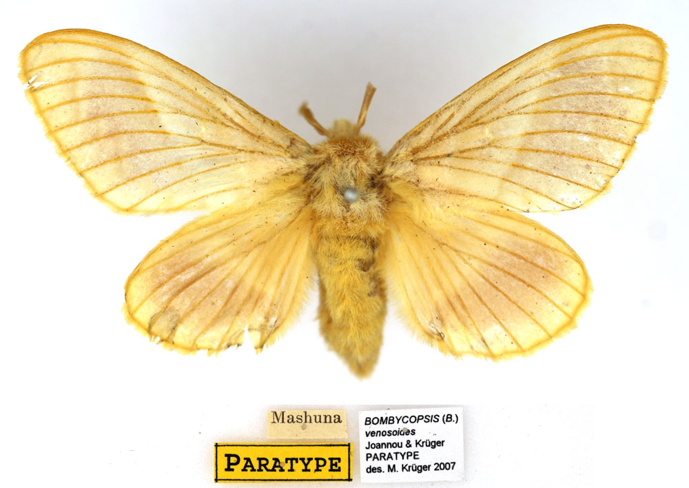 /filer/webapps/moths/media/images/V/venosoides_Bombycopsis_PTF_SNHM.jpg