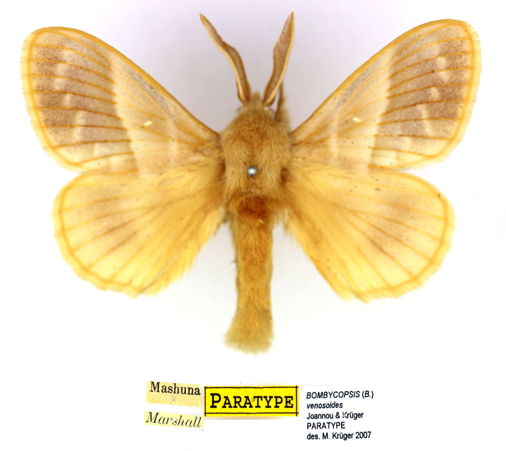 /filer/webapps/moths/media/images/V/venosoides_Bombycopsis_PTM_SNHM_02.jpg