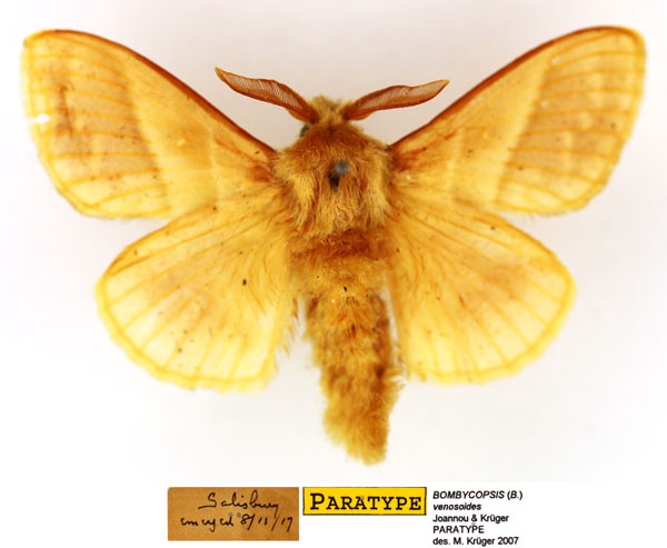 /filer/webapps/moths/media/images/V/venosoides_Bombycopsis_PTM_SNHM_03.jpg