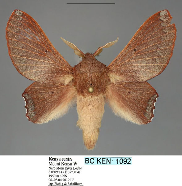 /filer/webapps/moths/media/images/V/vensani_Opisthodontia_AM_Fiebig.jpg