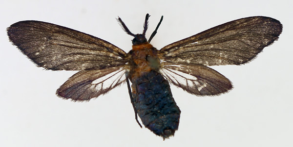 /filer/webapps/moths/media/images/V/ventralis_Saliunca_AF_TMSA_02.jpg
