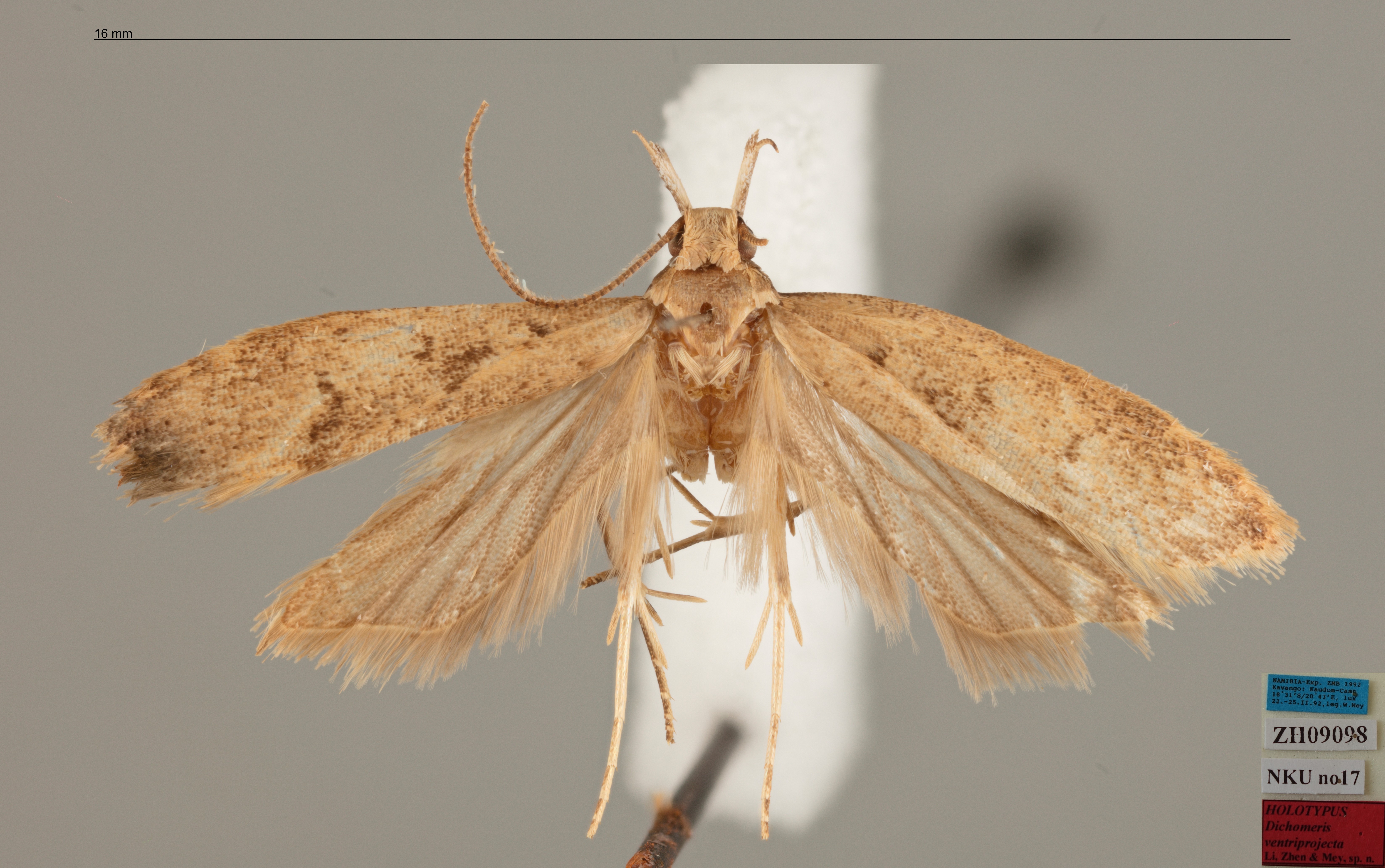 /filer/webapps/moths/media/images/V/ventriprojecta_Dichomeris_MHT_MfN.jpg