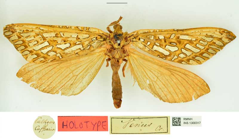 /filer/webapps/moths/media/images/V/venus_Bombyx_HT_RMNH.jpg