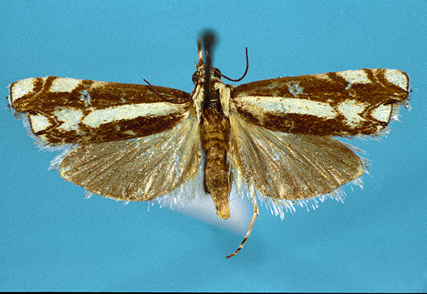 /filer/webapps/moths/media/images/V/venus_Ht.jpg
