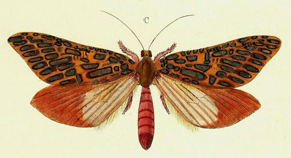 /filer/webapps/moths/media/images/V/venus_Leto_Cramer3_286_C.jpg