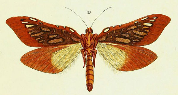 /filer/webapps/moths/media/images/V/venus_Leto_Cramer3_286_D.jpg