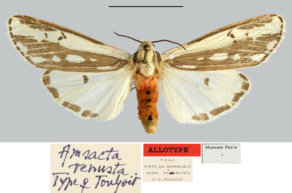 /filer/webapps/moths/media/images/V/venusta_Amsacta_AT_MNHN.jpg