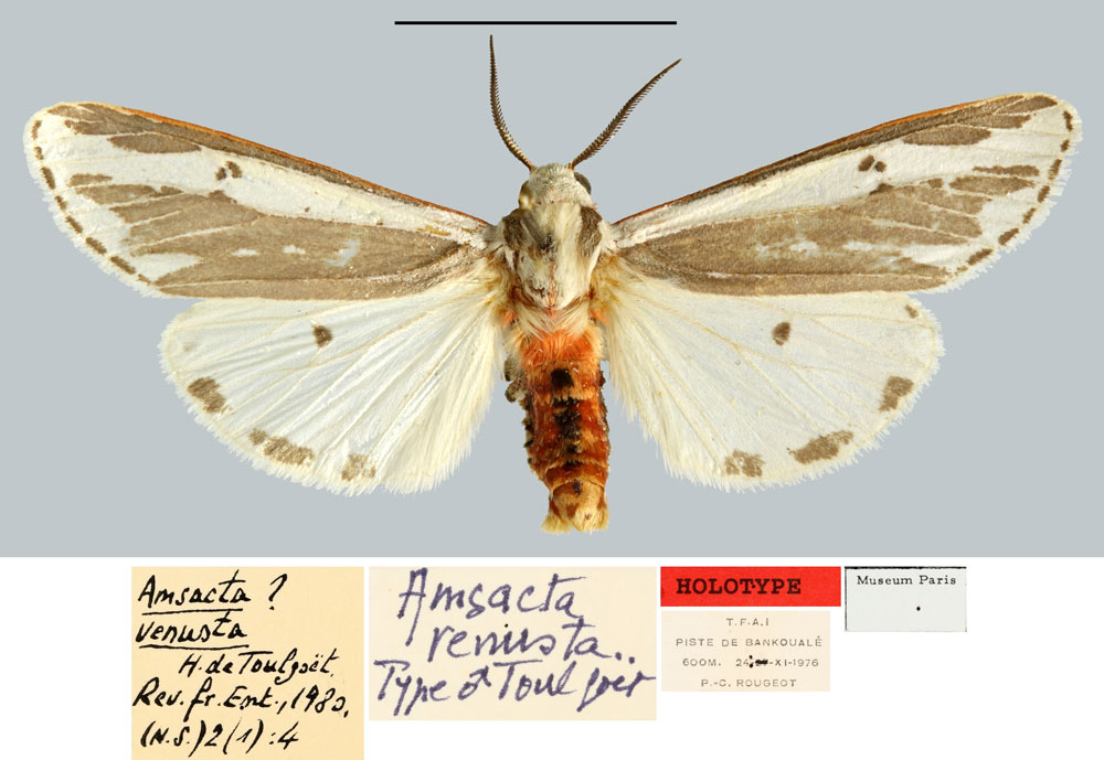 /filer/webapps/moths/media/images/V/venusta_Amsacta_HT_MNHN.jpg