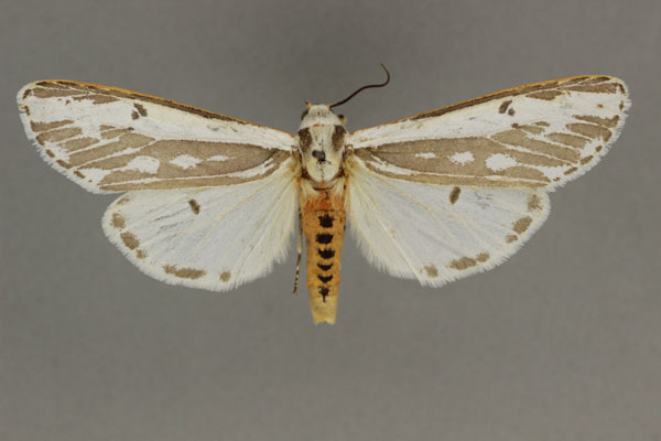 /filer/webapps/moths/media/images/V/venusta_Amsactarctia_AF_BMNH.jpg