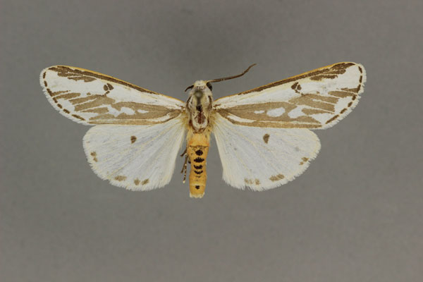/filer/webapps/moths/media/images/V/venusta_Amsactarctia_AM_BMNH.jpg