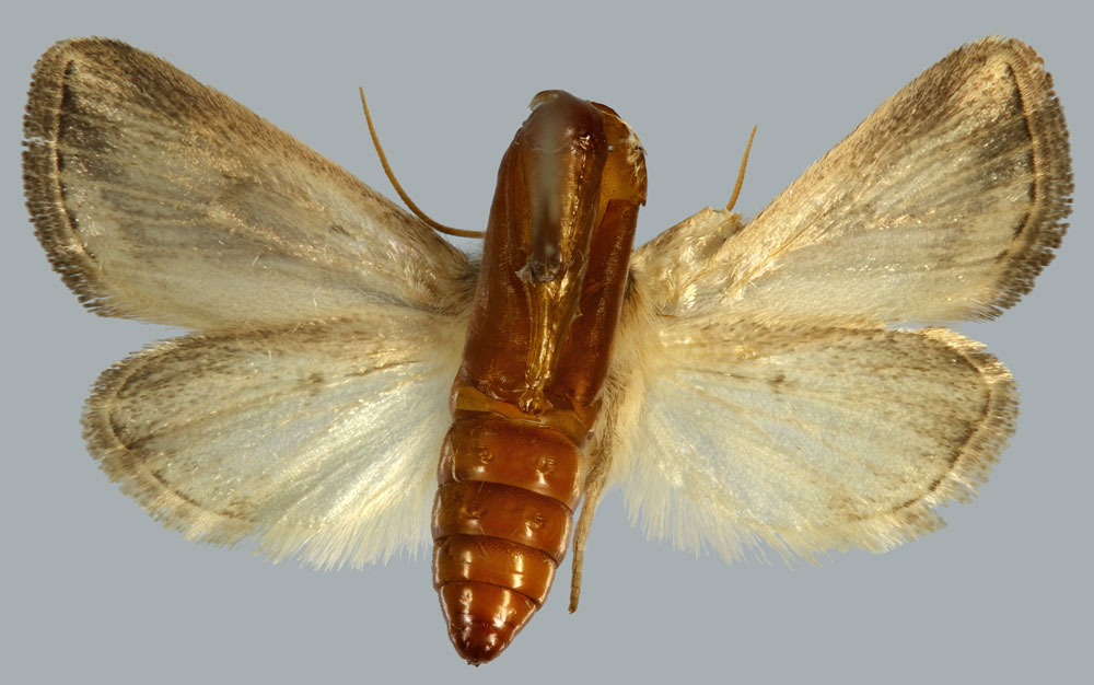 /filer/webapps/moths/media/images/V/venusta_Buakea_HT_MNHNb.jpg